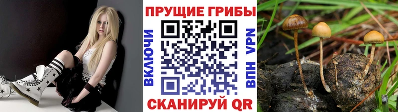 Псилоцибиновые грибы мухоморы  Звенигово 